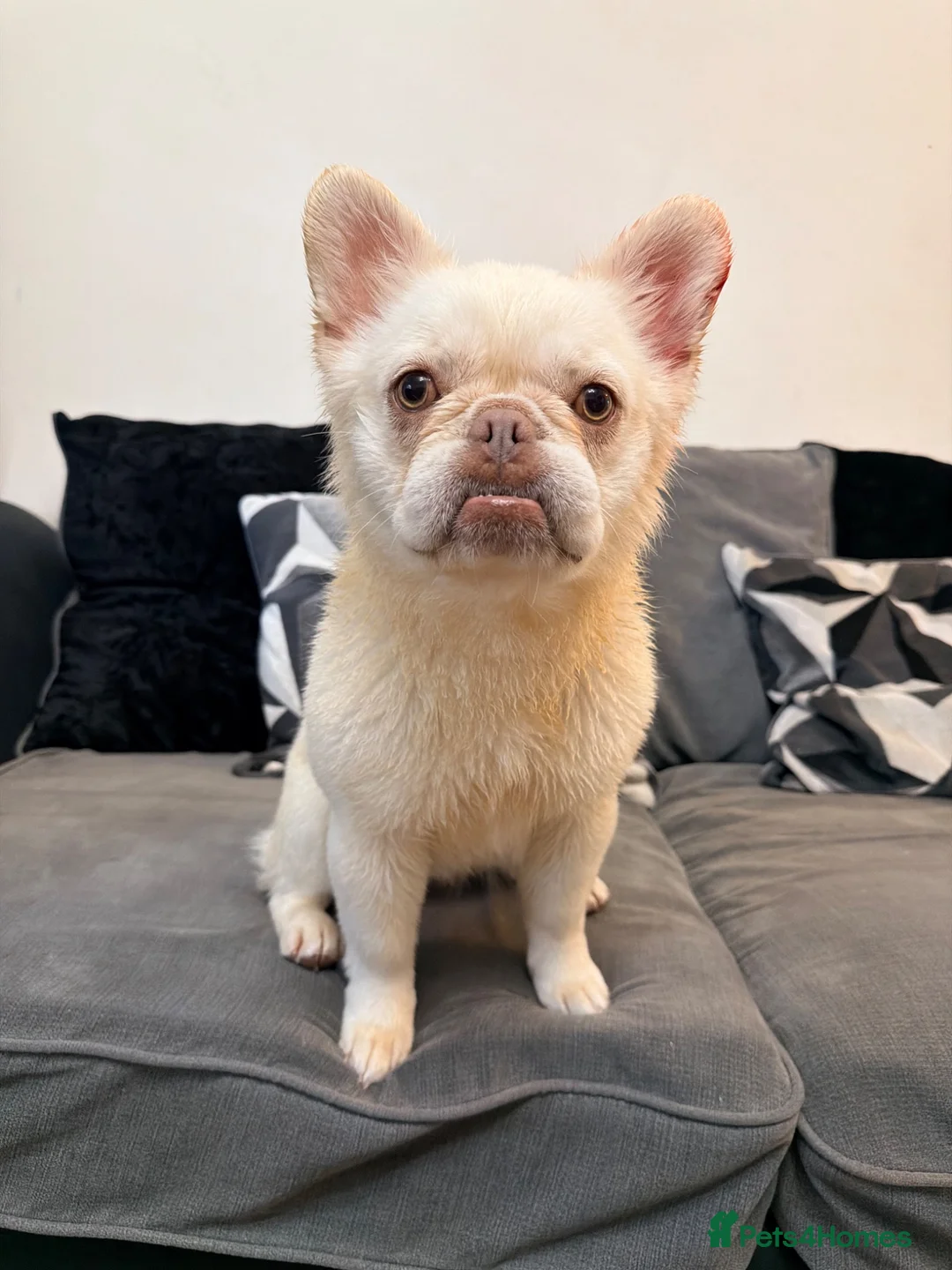 Frug dogs for sale: Rare breed * FLUFFY FRENCH / PUG FOR SALE  - Advert 2