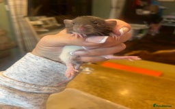 Rat rodents for sale: Dumbo x Fancy Rats  - Image 4