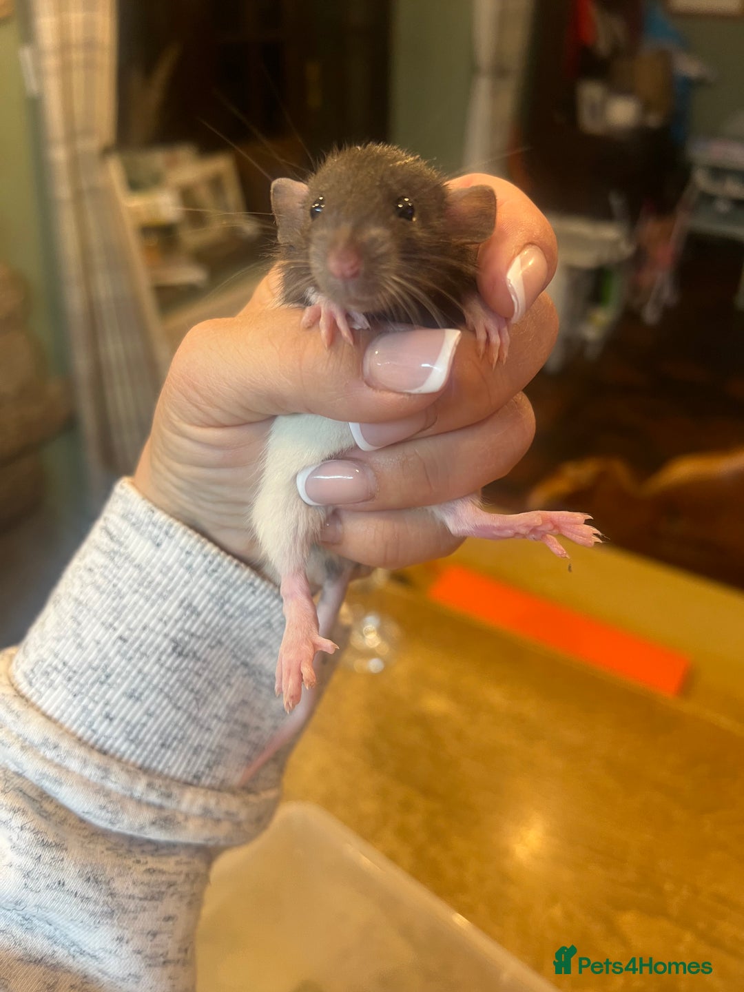 Rat rodents for sale: Dumbo x Fancy Rats  - Image 4