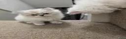 Persian cats for sale: Beautiful persian kittens  - Advert 4