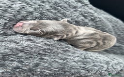 French Bulldog dogs for sale: Two Beautiful Girl French Bulldogs  - Image 12