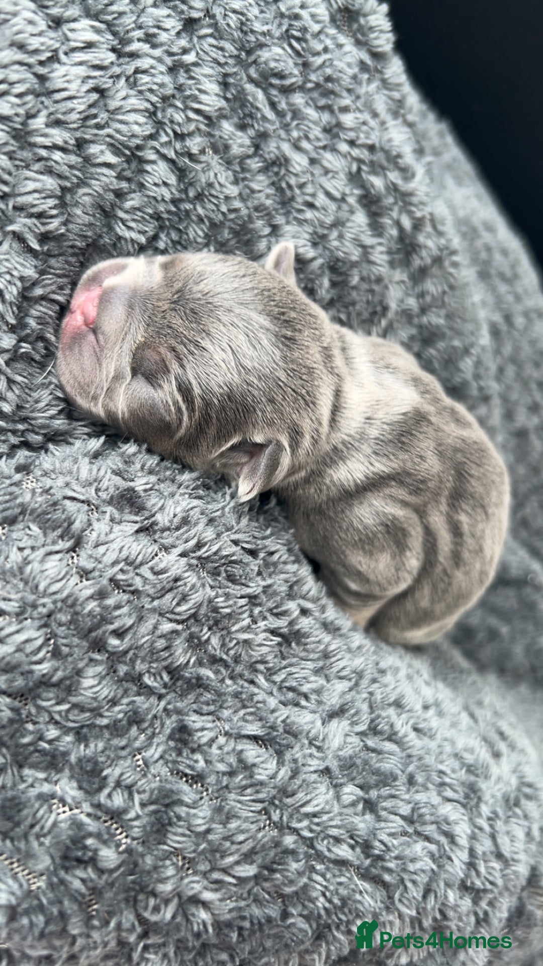French Bulldog dogs for sale: Two Beautiful Girl French Bulldogs  - Image 12