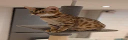 Bengal cats for sale: Beautiful Retired Female Bengal - Advert 3