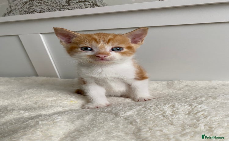 Domestic Shorthair cats - Advert 11