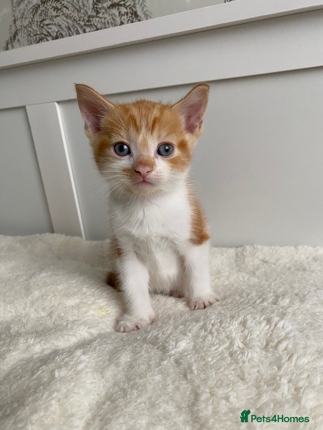 Domestic Shorthair cats for sale: Seven kittens available  - Image 1