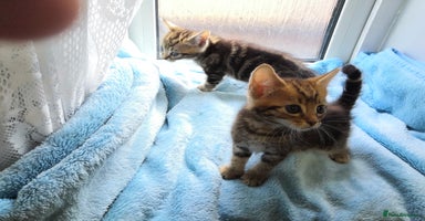 Mixed Breed cats - Advert 5
