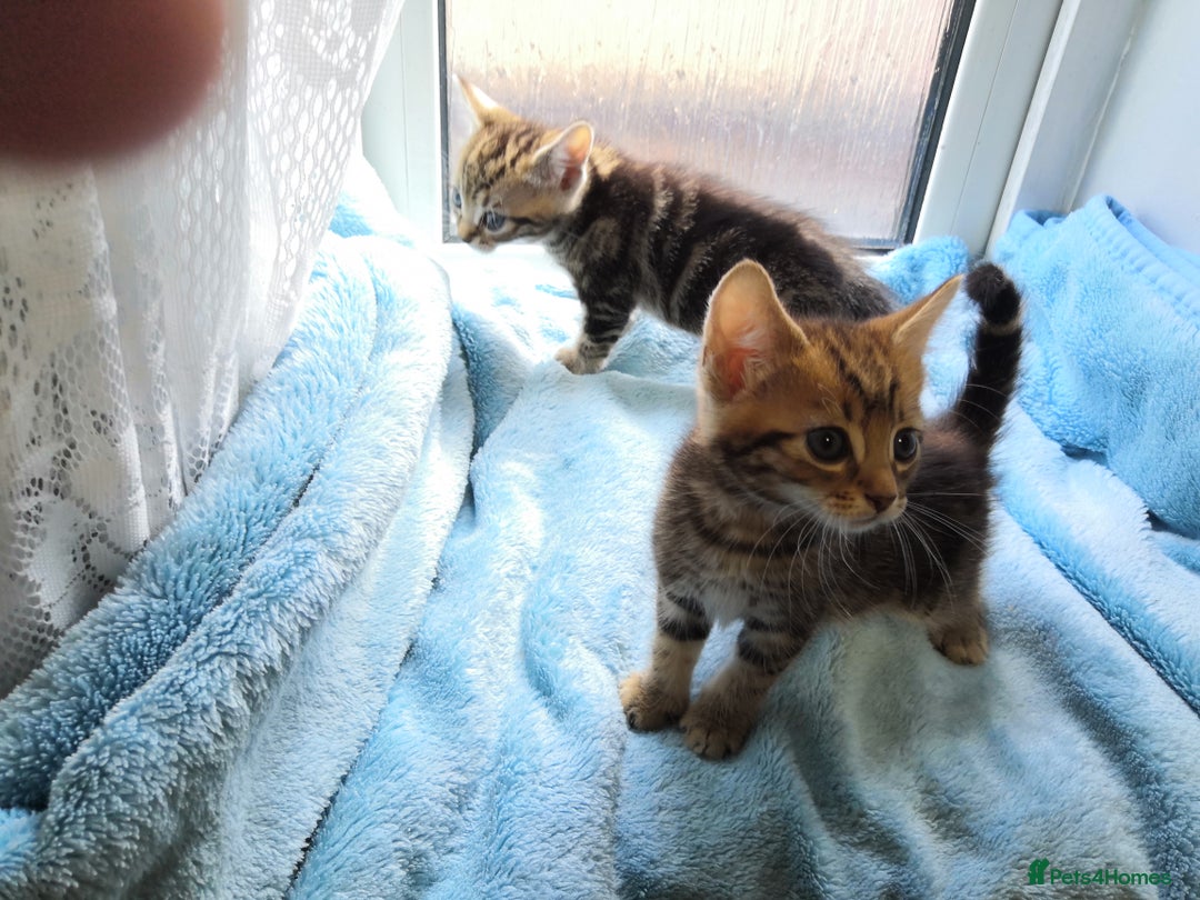 Mixed Breed cats for sale: Beautiful Male kittens VIDEOS - Image 20