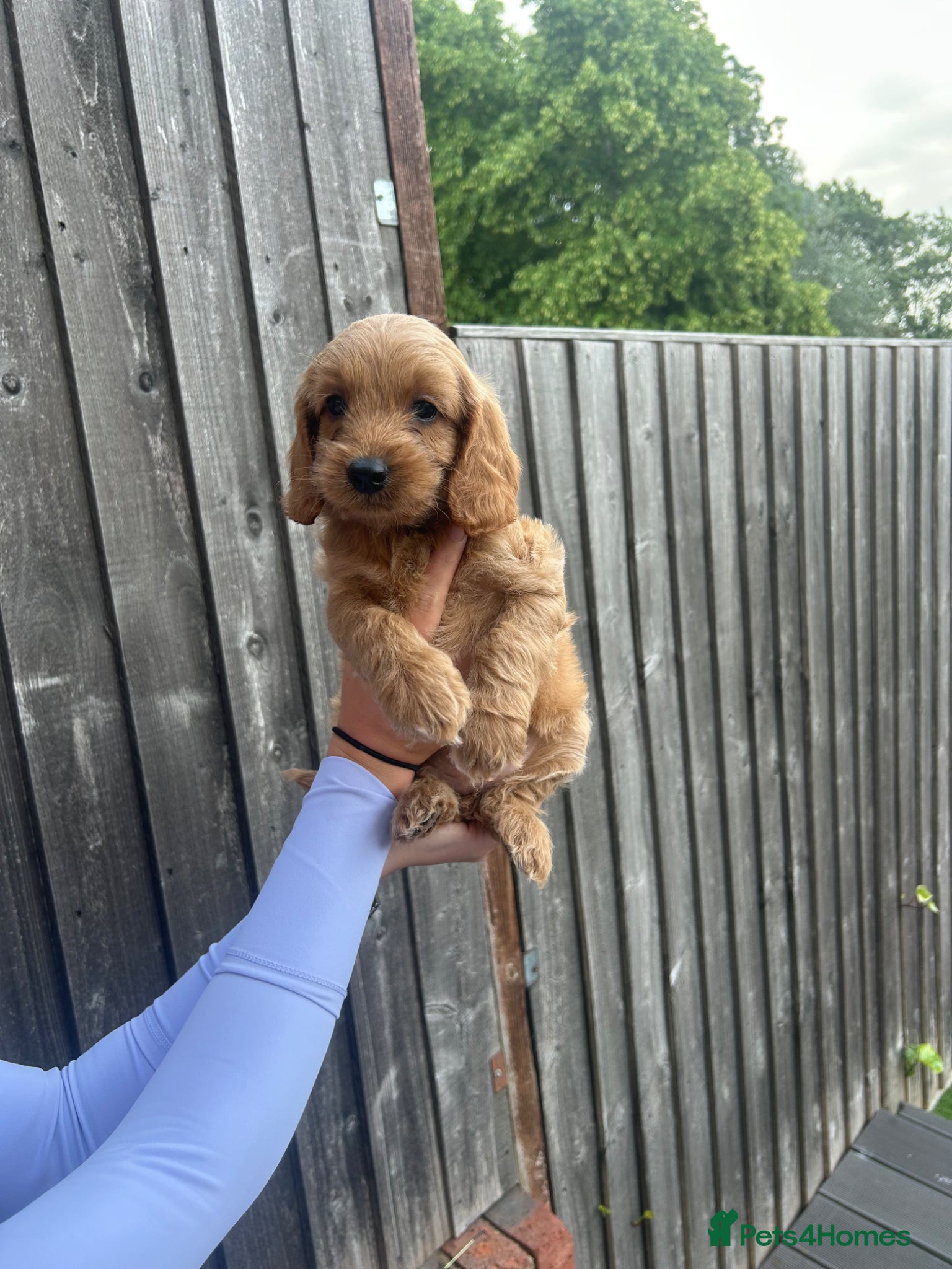 Cockapoo Puppy 2