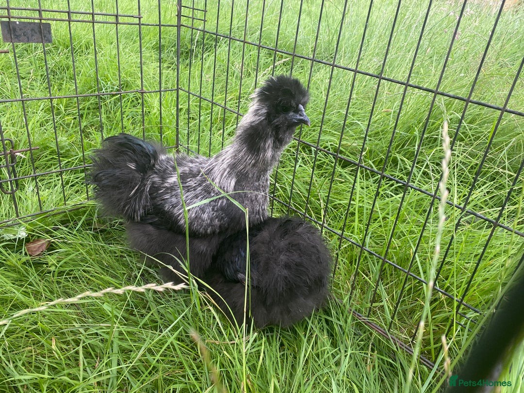 Chickens poultry for sale: Pair of breeding silkies - Image 8