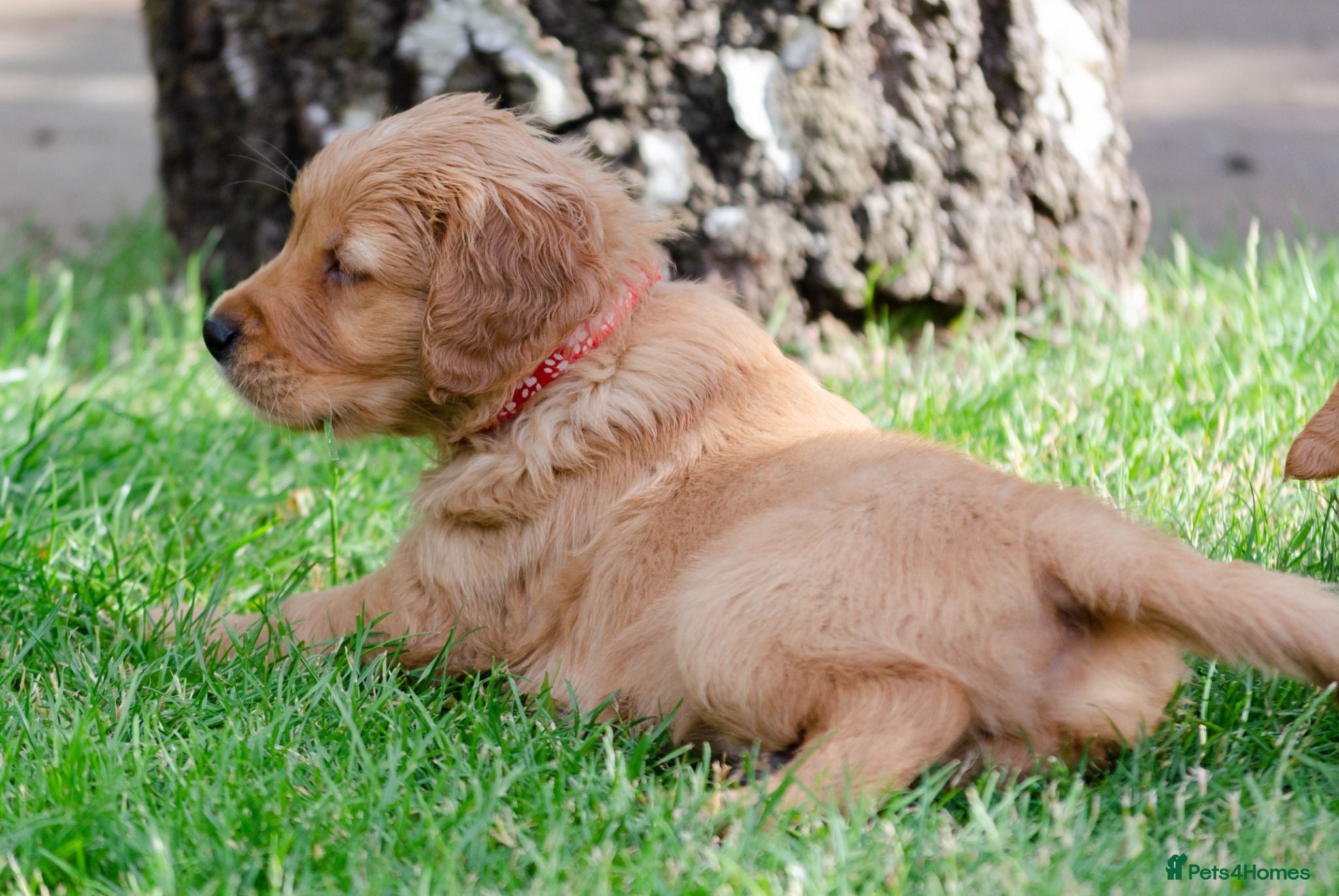 Golden Retriever dogs LAST BOY GOLDEN RETREVER KC PUPPY  - Advert 9