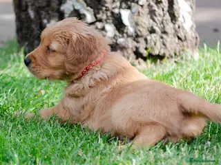 Golden Retriever dogs LAST BOY GOLDEN RETREVER KC PUPPY - Advert 9