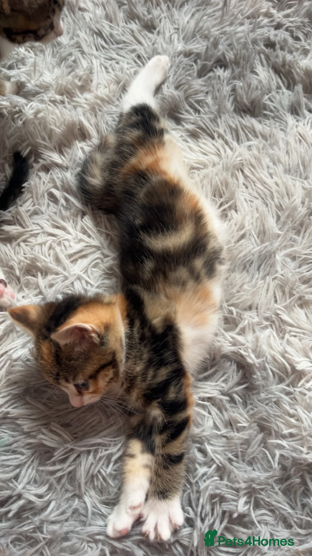 Mixed Breed cats for sale: Half Maine coon kittens calico  - Advert 14