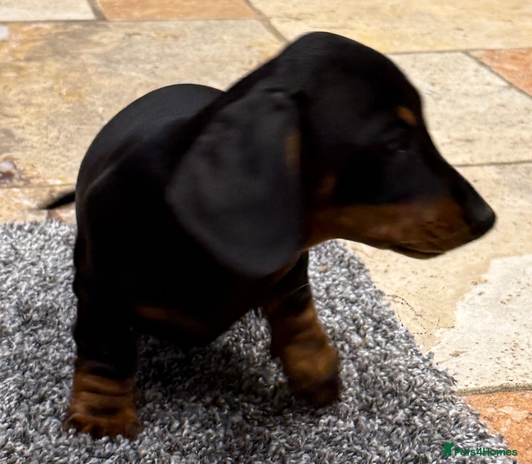 Miniature Dachshund dogs for sale: Miniature Smooth Boys from ivdd scored parents - Image 16