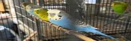 Budgerigars birds for sale: Budgies split bf - Advert 6