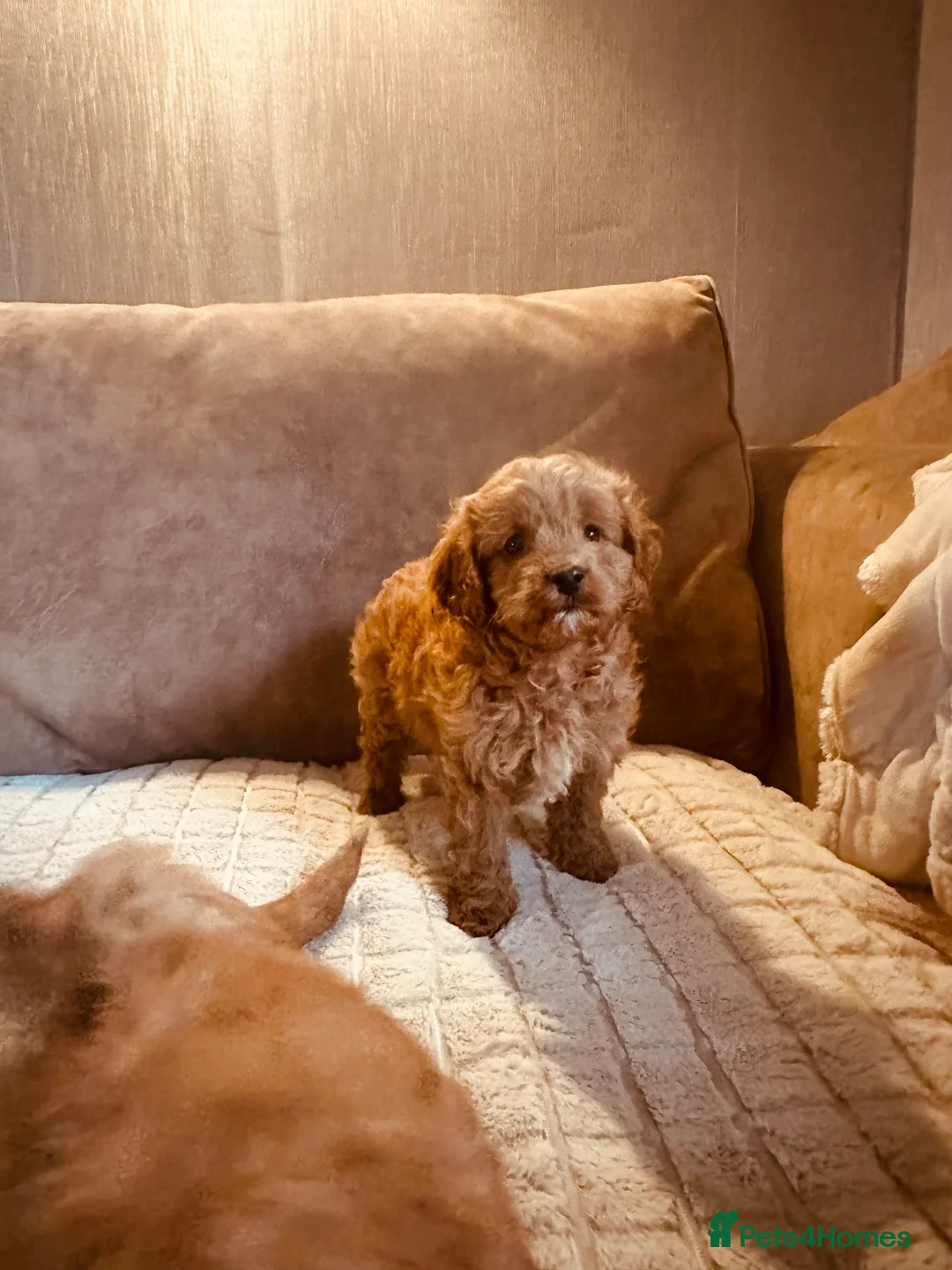 Cockapoo dogs for sale: Stunning cockapoos DNA health tested - Advert 9