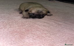 French Bulldog dogs for sale: 7 beautiful male French bull dog pups - Image 21
