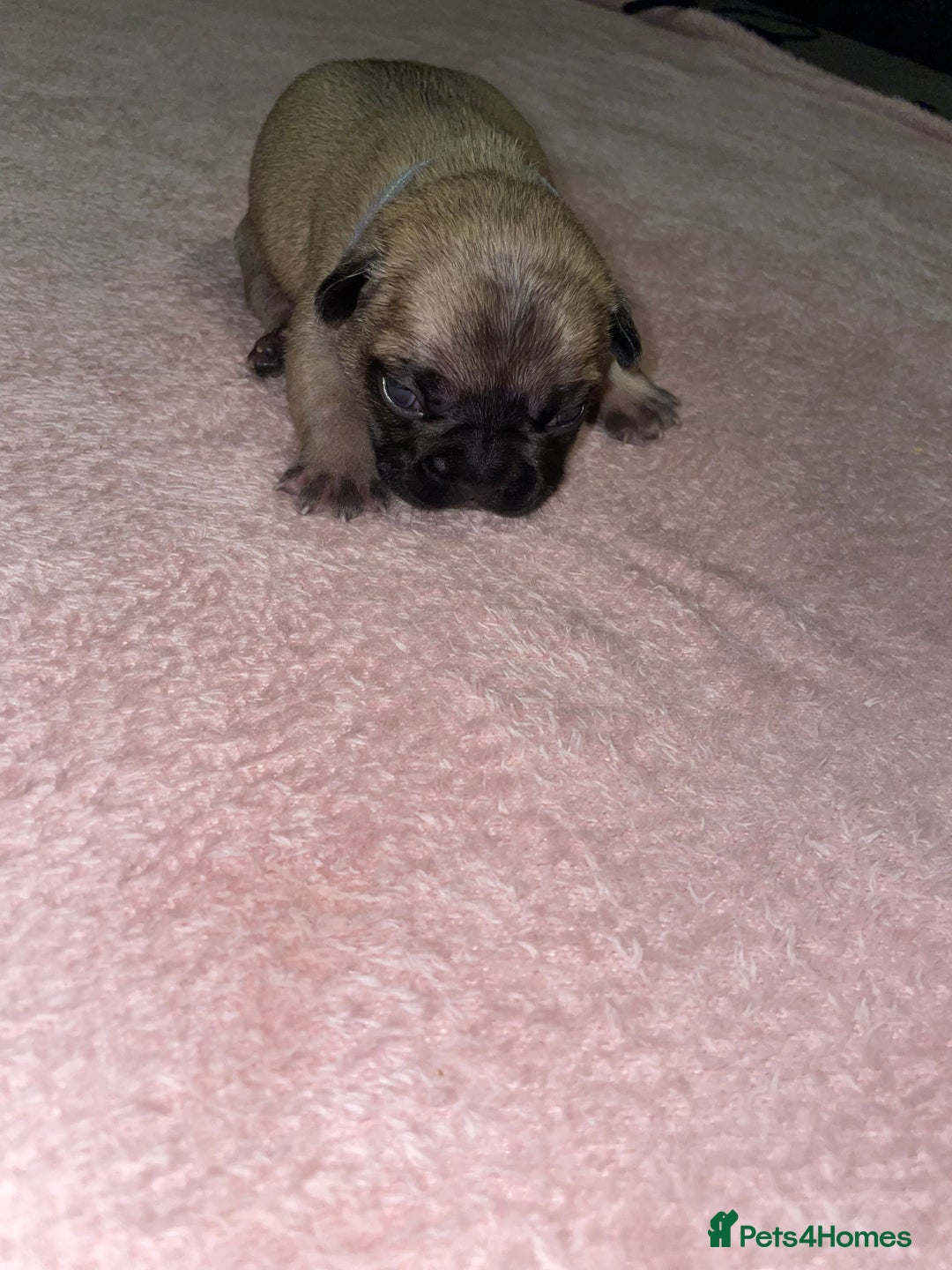 French Bulldog dogs for sale: 7 beautiful male French bull dog pups - Image 21