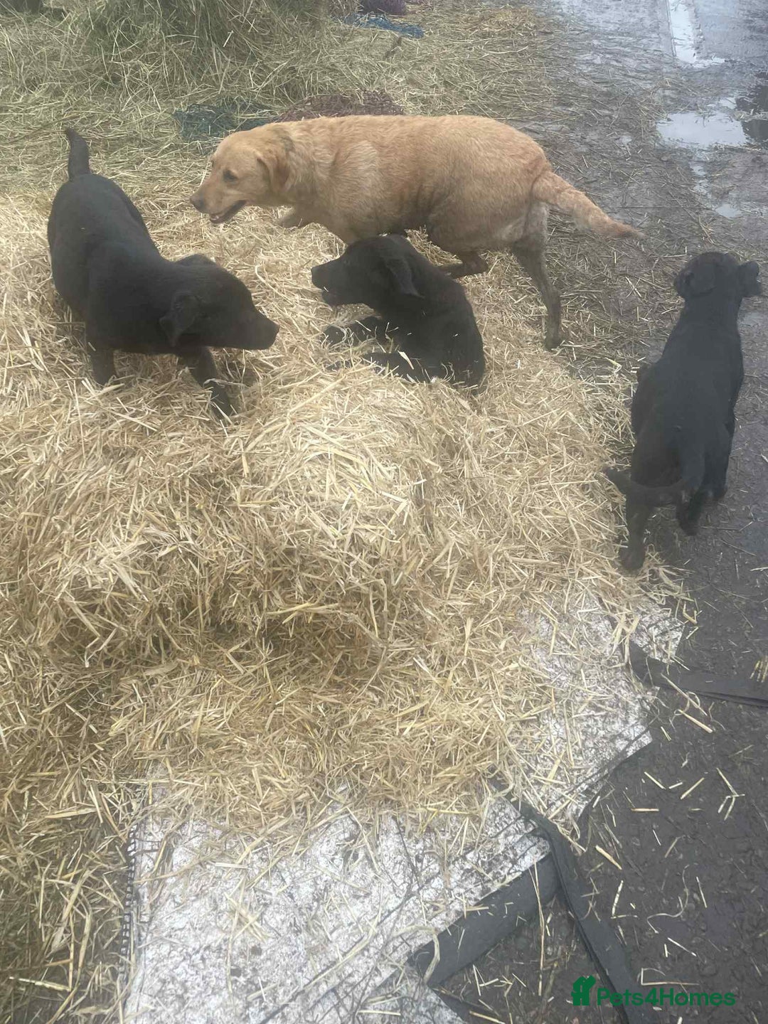 Labrador Retriever dogs for sale: Labrador puppies - Advert 1
