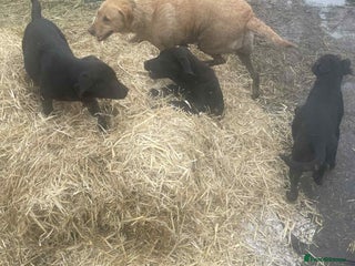 Labrador Retriever dogs Labrador puppies - Advert 1