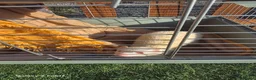 Ferret rodents for sale: 2 female ferrets  - Advert 3