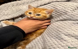 Domestic Shorthair cats for sale: Real life Garfield🤩 - Image 3