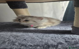 Persian cats for sale: Persian Kittens for Sale – Fluffy Bundles of Joy - Image 4