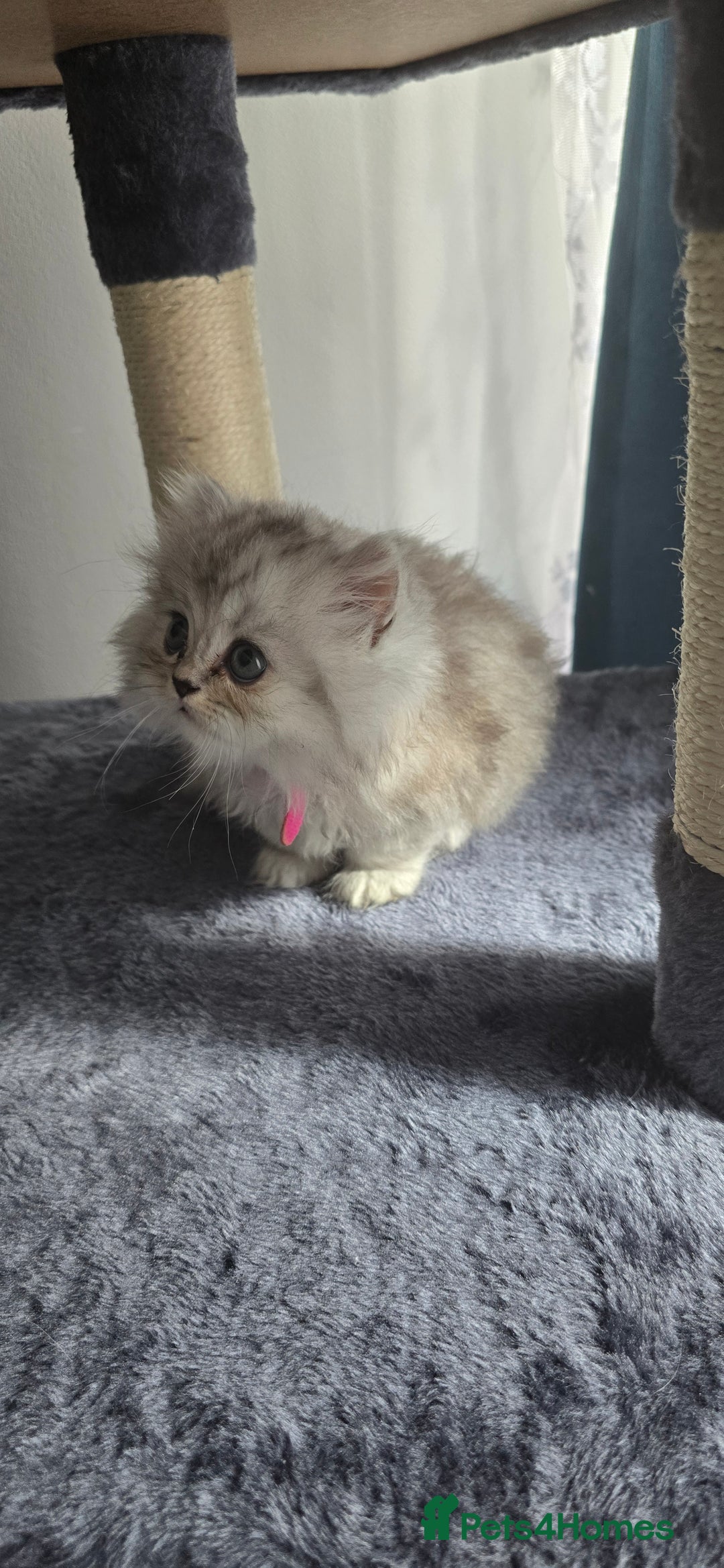 Persian cats for sale: Persian Kittens for Sale – Fluffy Bundles of Joy - Image 4