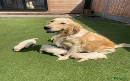 Golden Retriever dogs for sale: KC REGISTERED ®️ GOLDEN RETRIEVER PUPPIES 🐶 ❤️ - Image 9