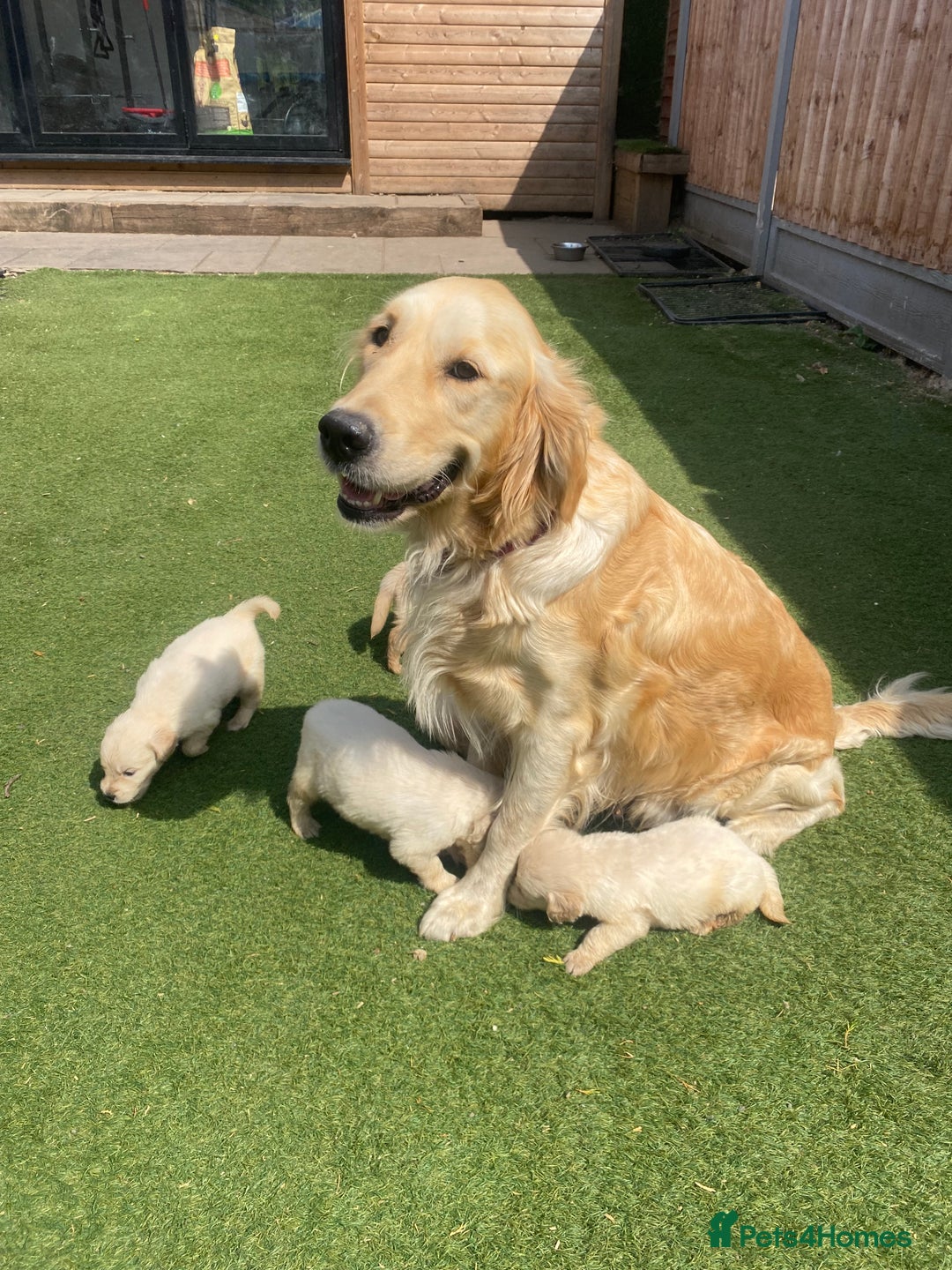 Golden Retriever dogs for sale: KC REGISTERED ®️ GOLDEN RETRIEVER PUPPIES 🐶 ❤️ - Image 9