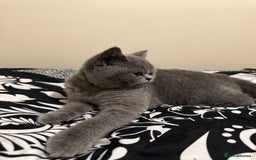 British Shorthair cats for sale: Grey British Shorthair Kitten - Image 4