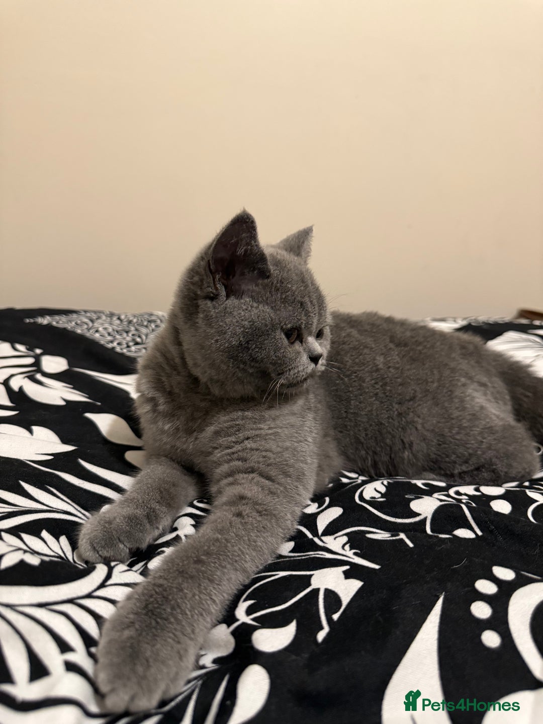 British Shorthair cats for sale: Grey British Shorthair Kitten - Image 4