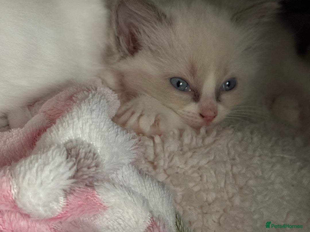 Ragdoll cats for sale: Blue bicolour babies 🐾 - Image 22