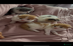 British Longhair cats for sale: 4 beautiful fluffy kittens  - Image 3