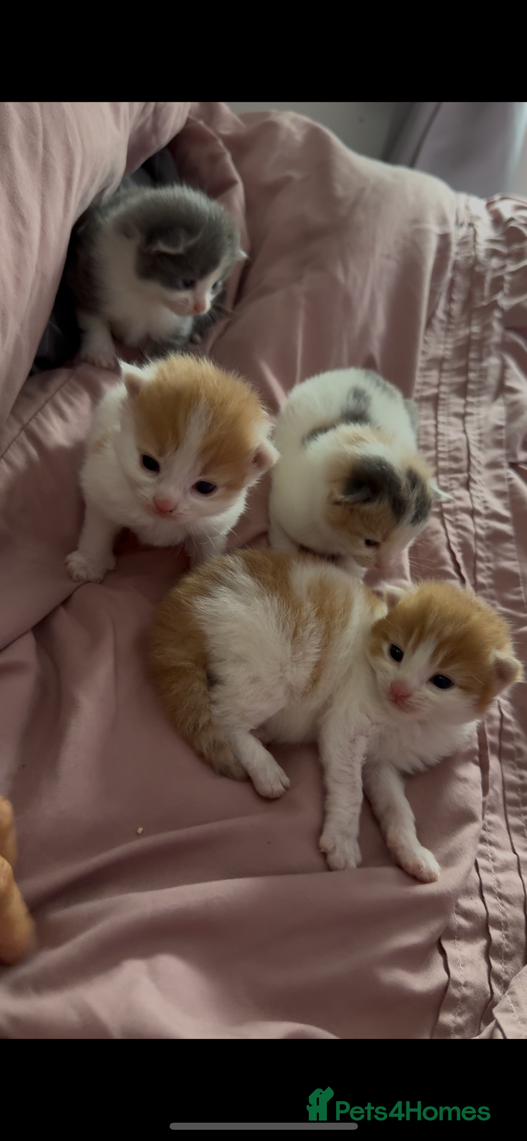 British Longhair cats for sale: 4 beautiful fluffy kittens  - Image 3