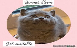 British Shorthair cats for sale: 🌸 Champion GCCF British Shorthair’s 🌸 - Image 16