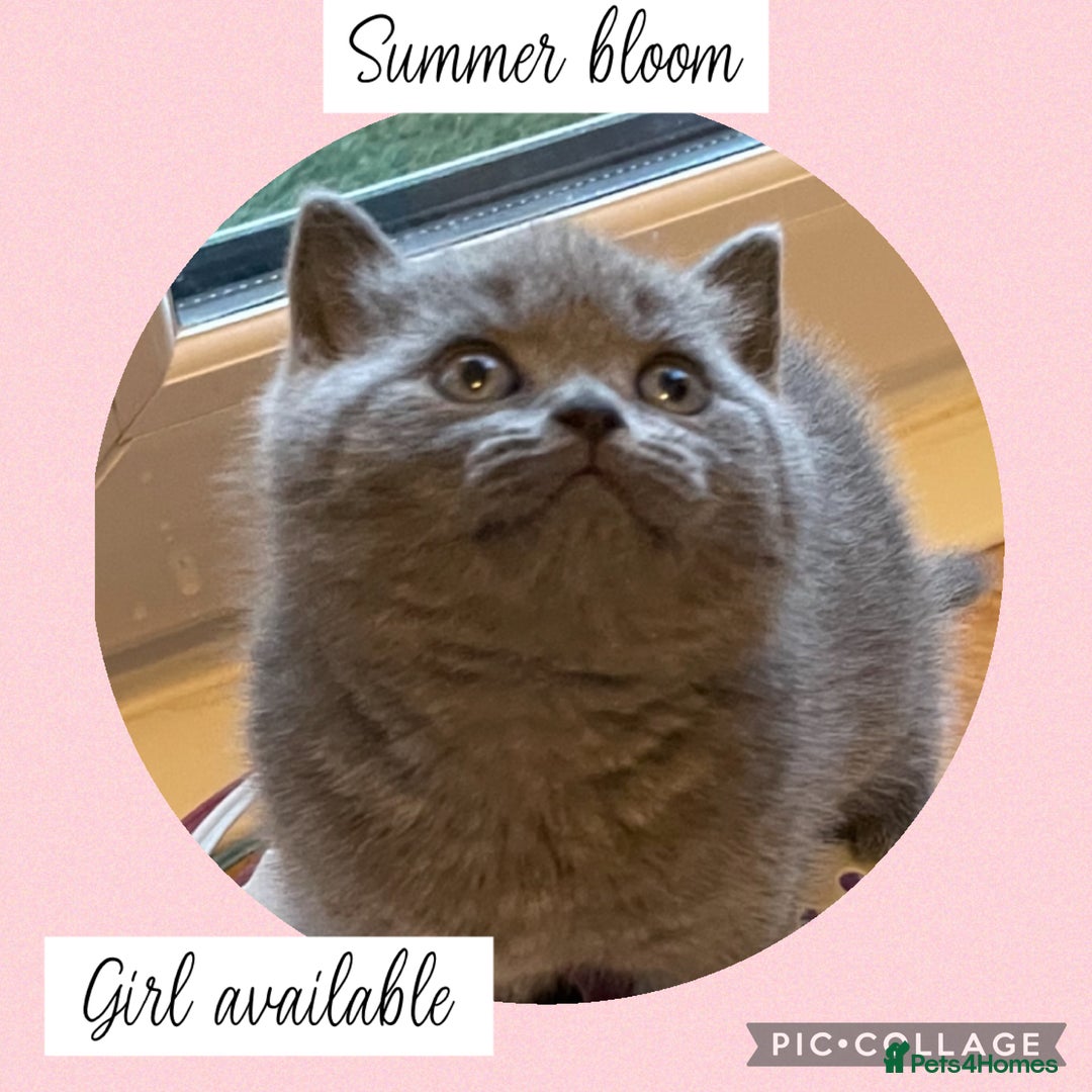 British Shorthair cats for sale: 🌸 Champion GCCF British Shorthair’s 🌸 - Image 16