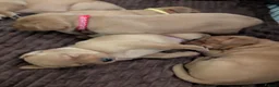 Labrador Retriever dogs for sale: Beautiful Fox Red Labrador Retriever Puppies - Advert 5