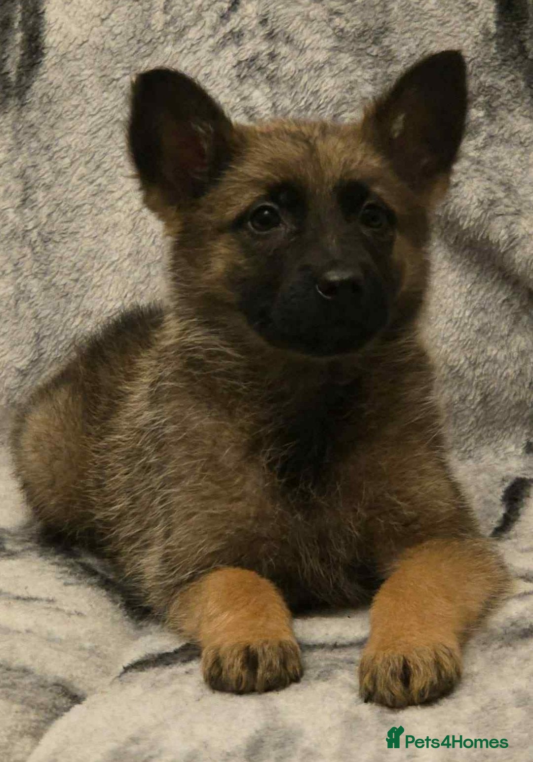 German Shepherd dogs for sale: 2 female German shepherd pups - Advert 5
