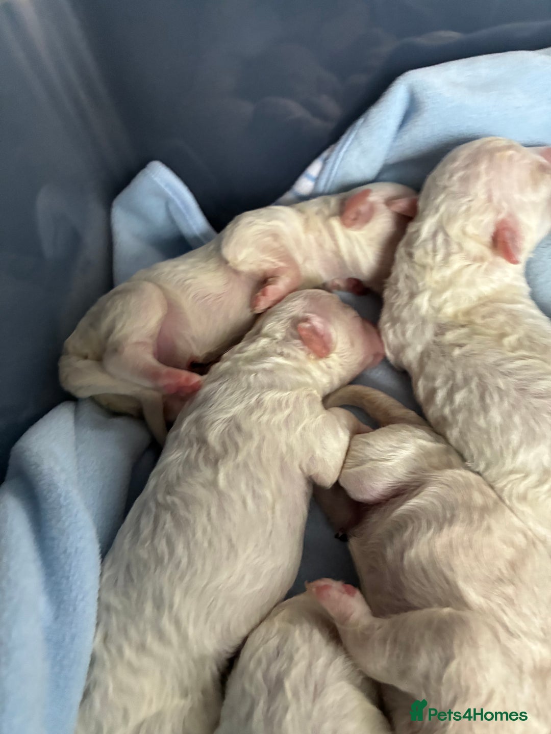 Mixed Breed dogs for sale: Stunning litter of Cavapoochon puppies - Advert 7