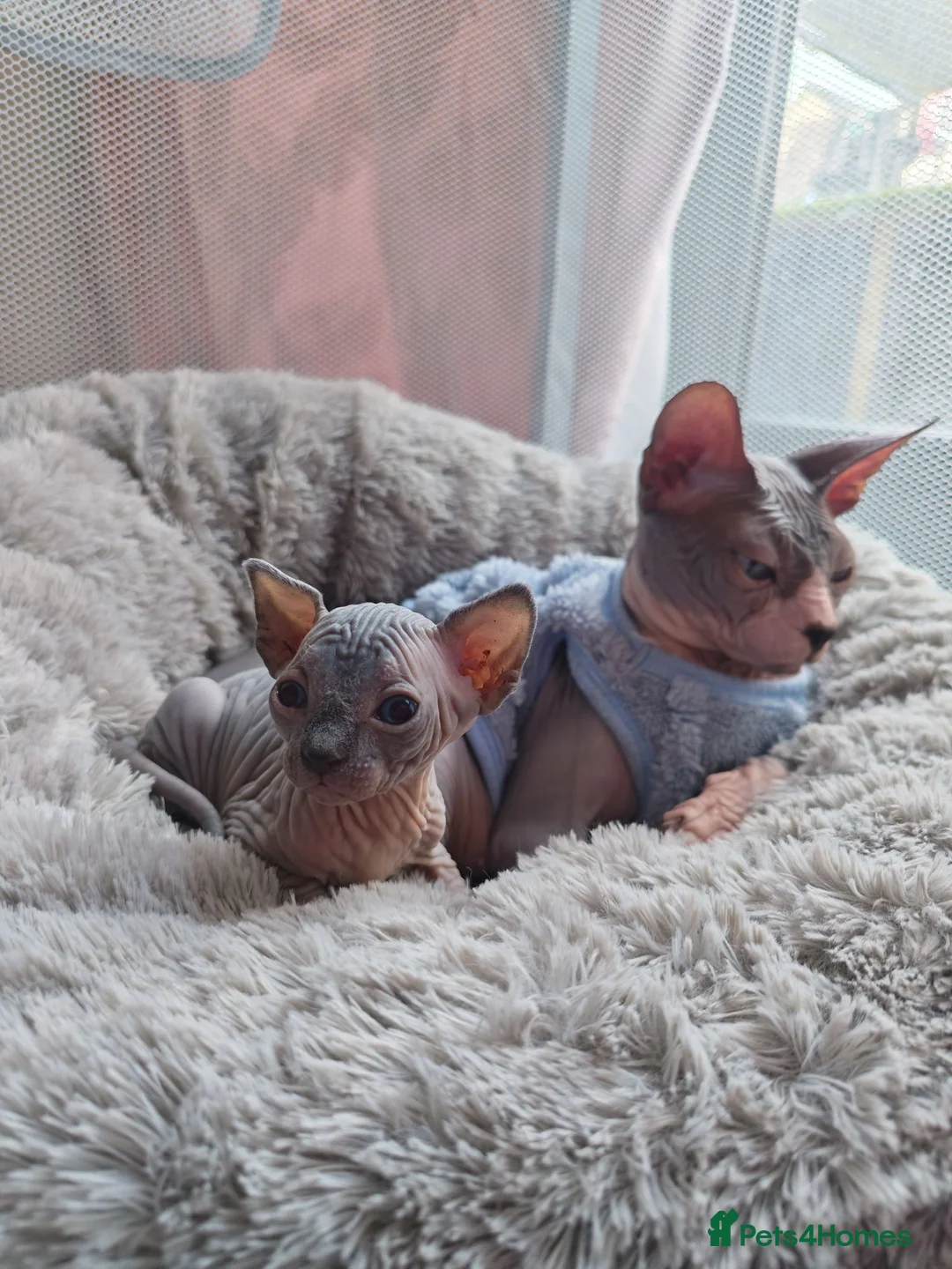 Mixed Breed cats for sale: 🐾READY NOW🐾 SPHYNX X RAGDOLL KITTENS 2 LEFT  - Advert 2