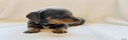 Miniature Dachshund dogs for sale: Quality Miniature Dachshund puppies - Advert 12