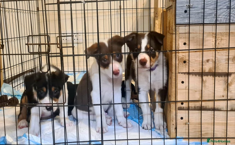 Border Collie dogs Border collie puppies  - Advert 6