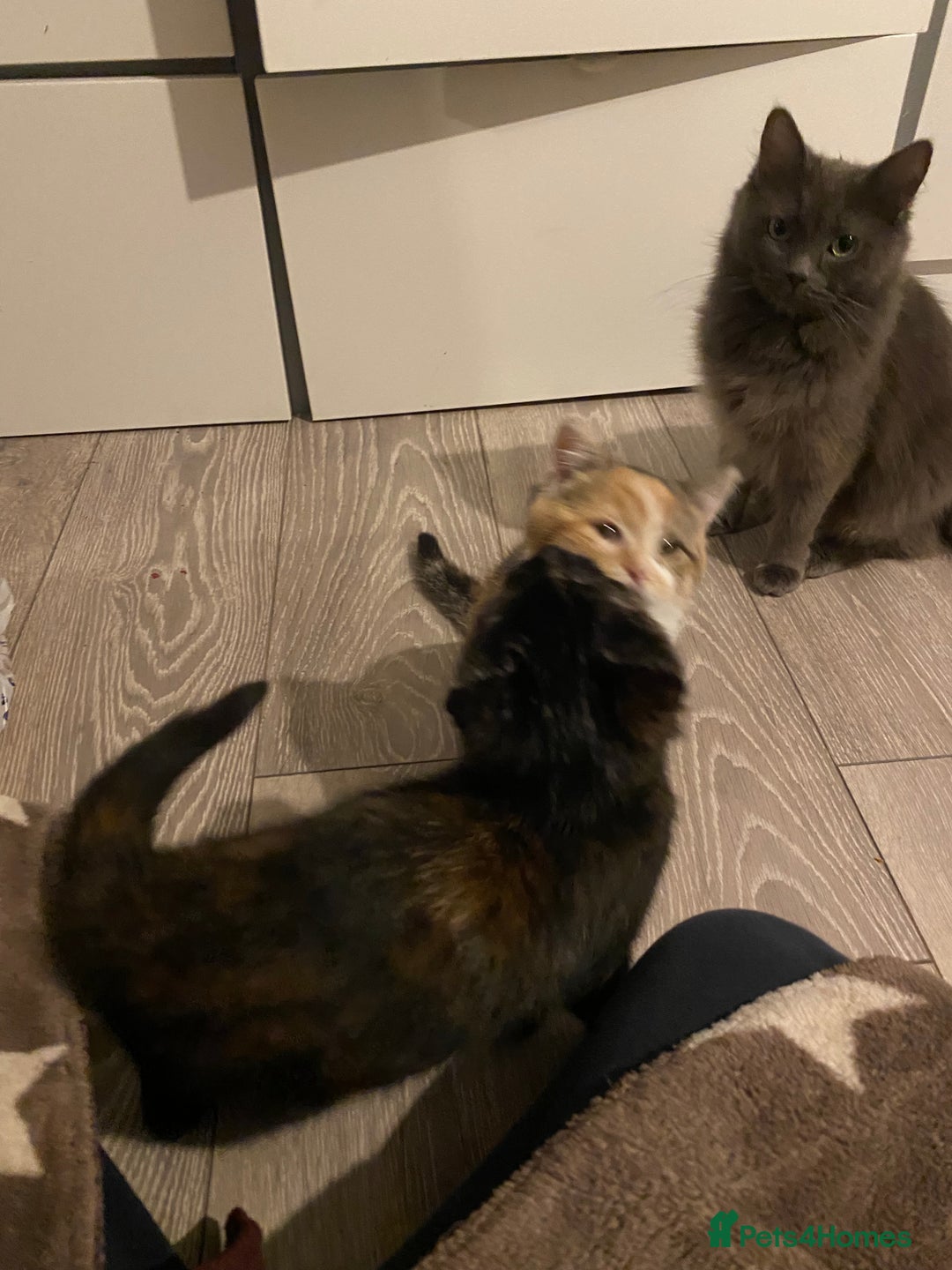 Russian Blue cats for sale: Half Russian blue kittens  - Image 1