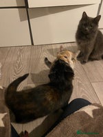 Russian Blue cats - Advert 2