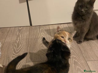 Russian Blue cats for sale - Advert 1