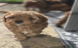 Cavapoo dogs for sale: 🌟 Rare Tiny Toy Cavapoo's F1B 🌟ready next week  - Image 17