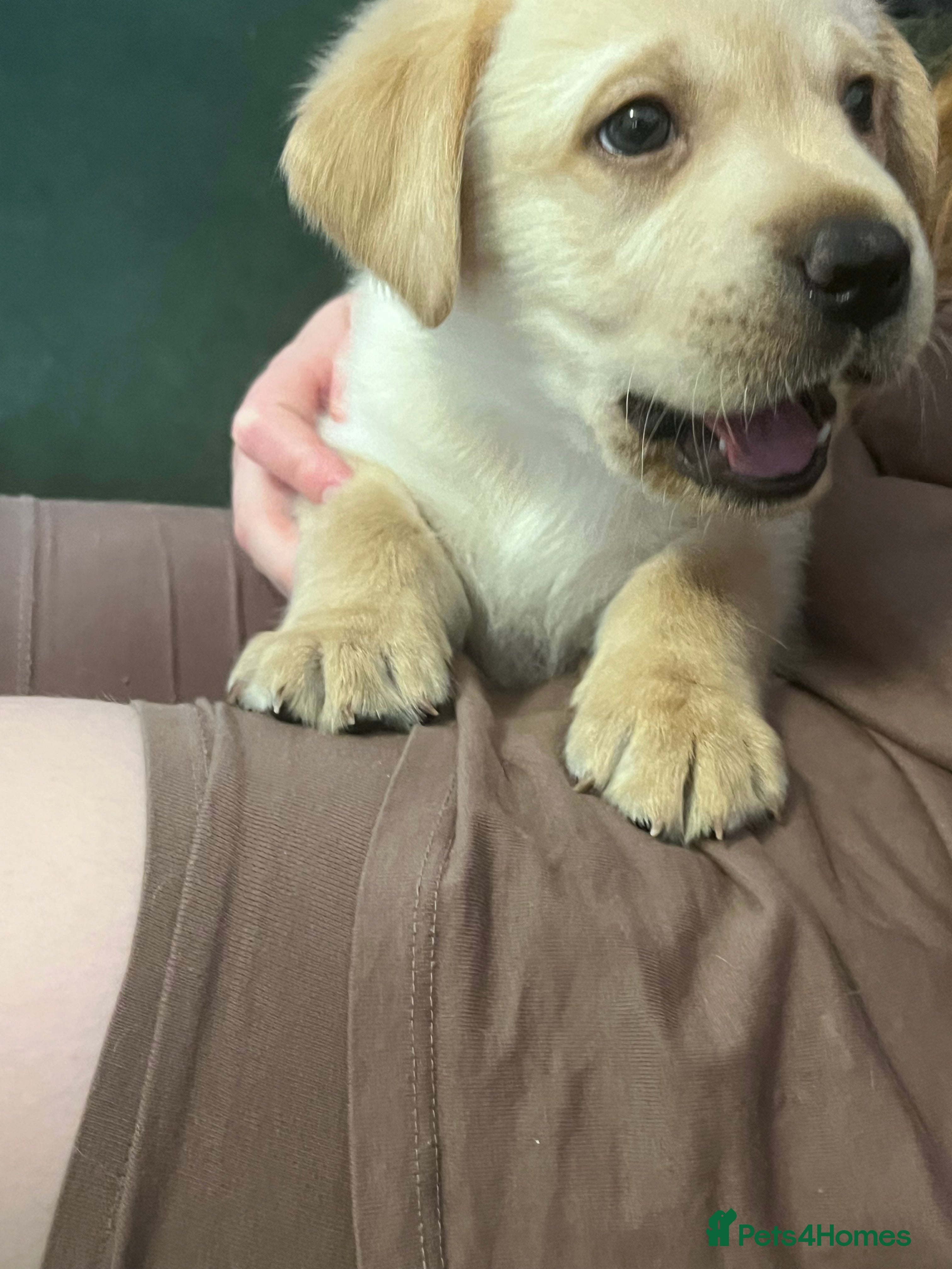 Labrador Retriever dogs Beautiful Labrador Puppies - KC Registered  - Advert 2