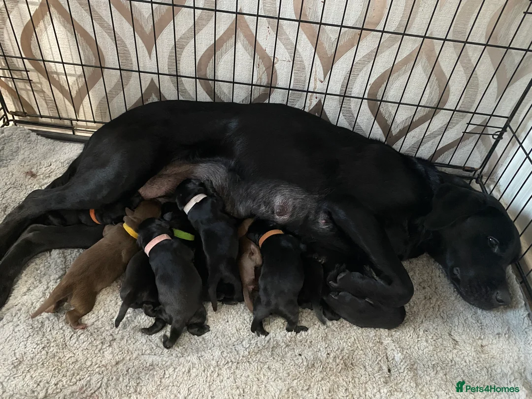 Labrador Retriever dogs for sale: Beautiful KC Registered Labradors - Advert 11