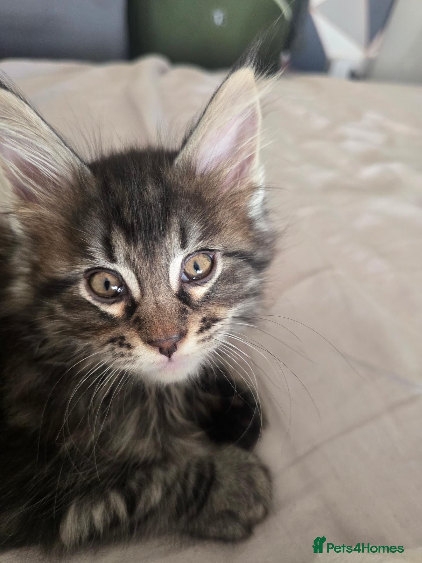 Maine Coon cats  🐾❤️ BEAUTIFUL MAINE COON KITTENS  ❤️🐾 - Advert 2