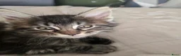 Maine Coon cats for sale:  🐾❤️ BEAUTIFUL MAINE COON KITTENS  ❤️🐾 - Advert 28